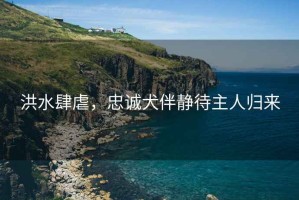 洪水肆虐，忠誠犬伴靜待主人歸來(lái)