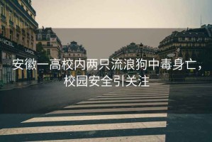 安徽一高校內兩只流浪狗中毒身亡，校園安全引關(guān)注
