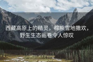 西藏高原上的精靈，棕熊雪地撒歡，野生生態(tài)畫(huà)卷令人驚嘆