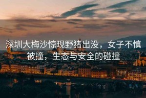 深圳大梅沙驚現野豬出沒(méi)，女子不慎被撞，生態(tài)與安全的碰撞