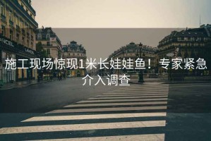施工現場(chǎng)驚現1米長(cháng)娃娃魚(yú)！專(zhuān)家緊急介入調查