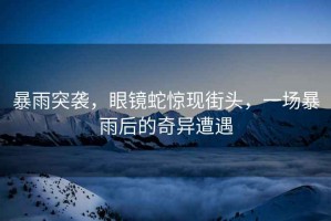 暴雨突襲，眼鏡蛇驚現街頭，一場(chǎng)暴雨后的奇異遭遇