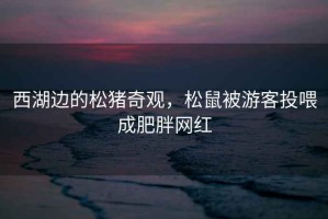 西湖邊的松豬奇觀(guān)，松鼠被游客投喂成肥胖網(wǎng)紅