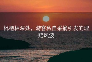 枇杷林深處，游客私自采摘引發(fā)的理賠風(fēng)波