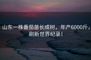 山東一株番茄苗長(cháng)成樹(shù)，年產(chǎn)6000斤，刷新世界紀錄！