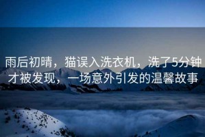 雨后初晴，貓誤入洗衣機，洗了5分鐘才被發(fā)現，一場(chǎng)意外引發(fā)的溫馨故事