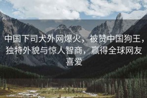 中國下司犬外網(wǎng)爆火，被贊中國狗王，獨特外貌與驚人智商，贏(yíng)得全球網(wǎng)友喜愛(ài)