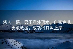 感人一幕！男子意外落水，自家金毛勇敢救援，成功將其救上岸