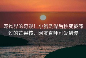 寵物界的奇觀(guān)！小狗洗澡后秒變被嗦過(guò)的芒果核，網(wǎng)友直呼可愛(ài)到爆