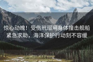 驚心動(dòng)魄！受傷玳瑁用身體撞擊艦船緊急求助，海洋保護行動(dòng)刻不容緩