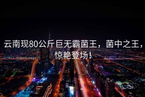 云南現80公斤巨無(wú)霸菌王，菌中之王，驚艷登場(chǎng)！
