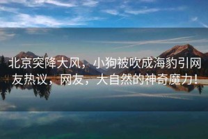 北京突降大風(fēng)，小狗被吹成海豹引網(wǎng)友熱議，網(wǎng)友，大自然的神奇魔力！