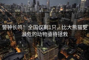 警鐘長(cháng)鳴！全國僅剩1只，比大熊貓更瀕危的動(dòng)物亟待拯救