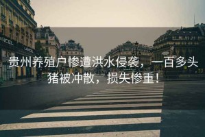 貴州養殖戶(hù)慘遭洪水侵襲，一百多頭豬被沖散，損失慘重！