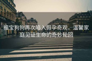 福寶狗狗再次陷入假孕奇觀(guān)，溫馨家庭見(jiàn)證生命的奇妙輪回