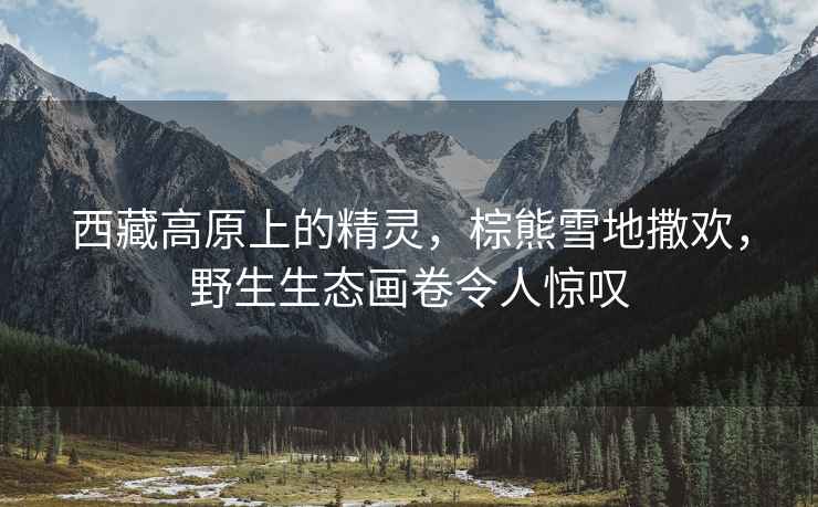 西藏高原上的精靈，棕熊雪地撒歡，野生生態(tài)畫(huà)卷令人驚嘆