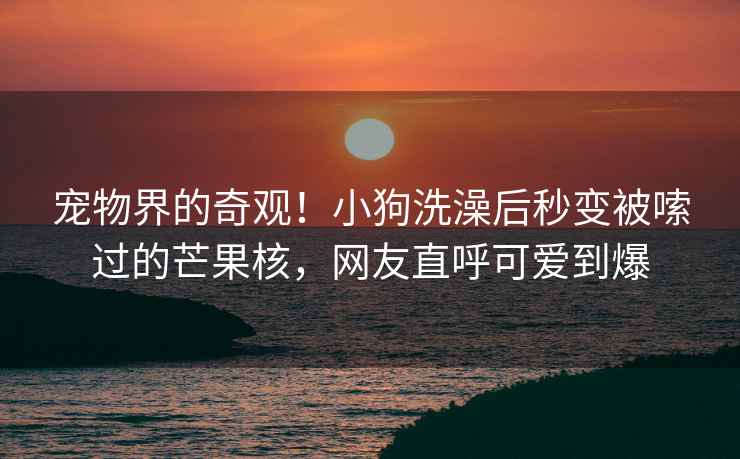 寵物界的奇觀(guān)！小狗洗澡后秒變被嗦過(guò)的芒果核，網(wǎng)友直呼可愛(ài)到爆