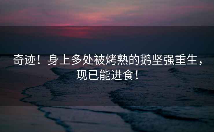 奇跡！身上多處被烤熟的鵝堅強重生，現已能進(jìn)食！