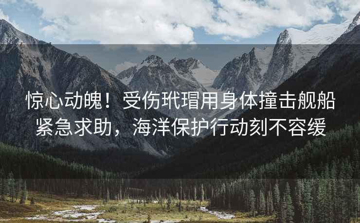 驚心動(dòng)魄！受傷玳瑁用身體撞擊艦船緊急求助，海洋保護行動(dòng)刻不容緩