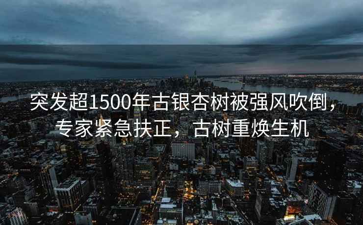 突發(fā)超1500年古銀杏樹(shù)被強風(fēng)吹倒，專(zhuān)家緊急扶正，古樹(shù)重煥生機