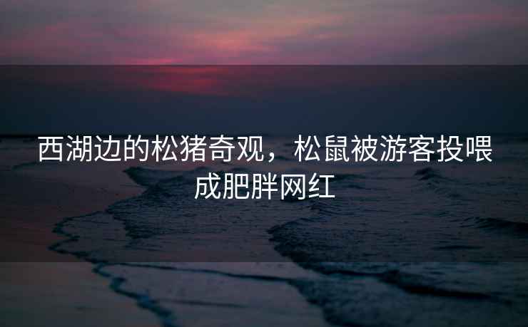 西湖邊的松豬奇觀(guān)，松鼠被游客投喂成肥胖網(wǎng)紅