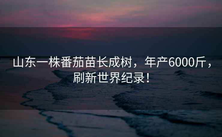 山東一株番茄苗長(cháng)成樹(shù)，年產(chǎn)6000斤，刷新世界紀錄！