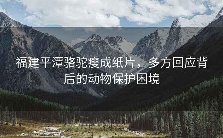 福建平潭駱駝瘦成紙片，多方回應背后的動(dòng)物保護困境