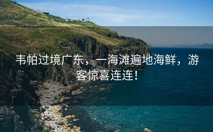 韋帕過(guò)境廣東，一海灘遍地海鮮，游客驚喜連連！
