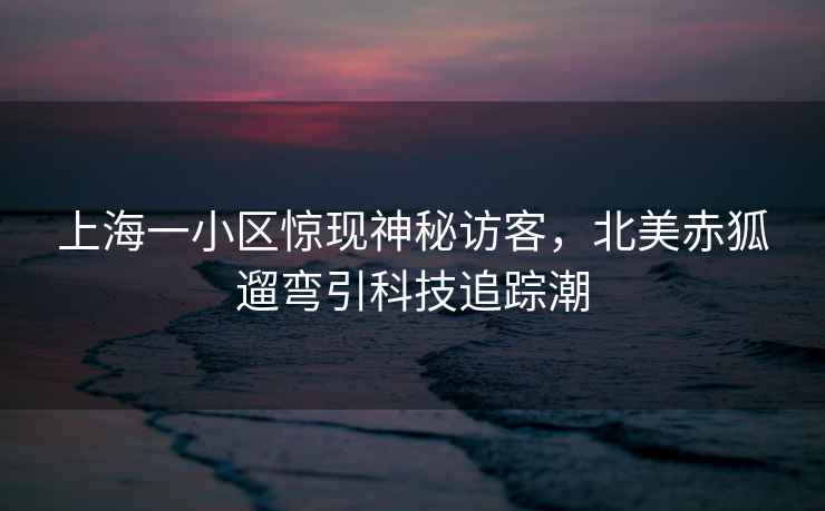 上海一小區驚現神秘訪(fǎng)客，北美赤狐遛彎引科技追蹤潮